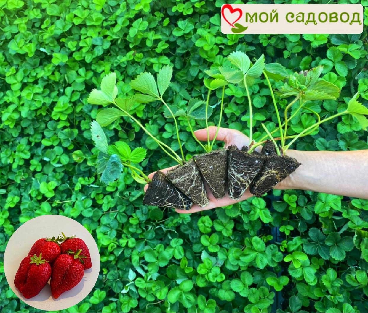 Клубника Гигант русский F1