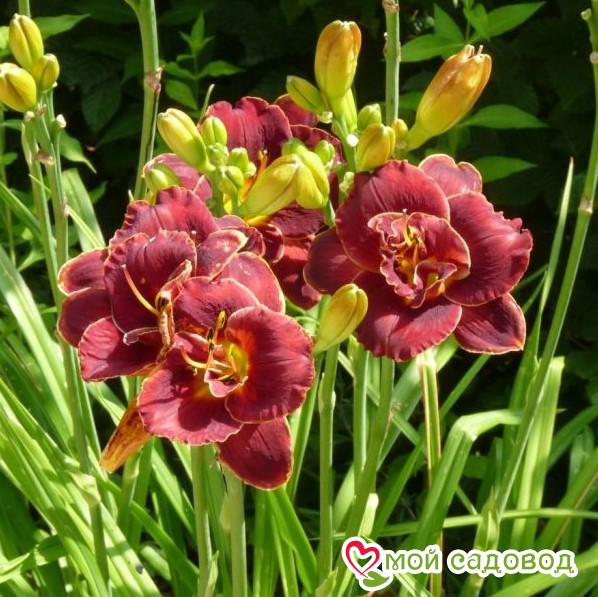 ЛИЛЕЙНИК НАЙТ ЭМБЕРС