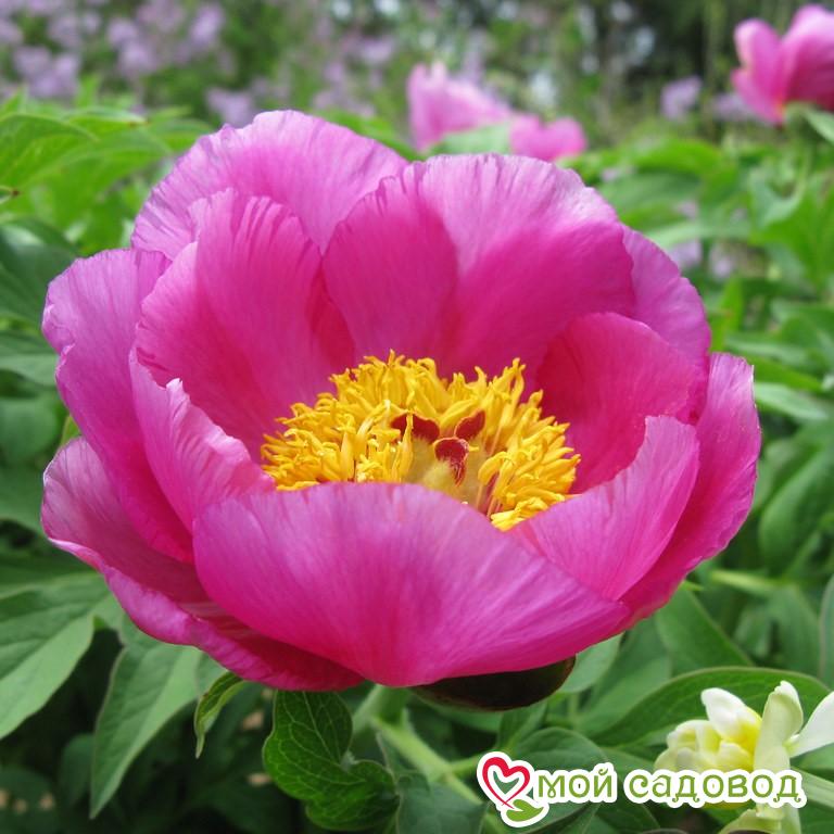 Пион Владислава