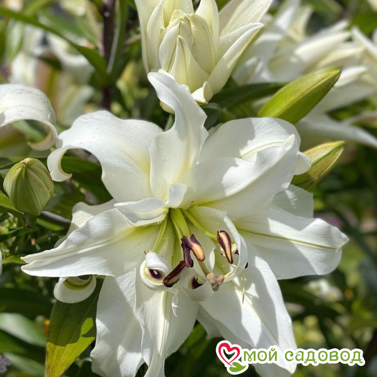 Лилия Вайт Айз ОТ-гибрид