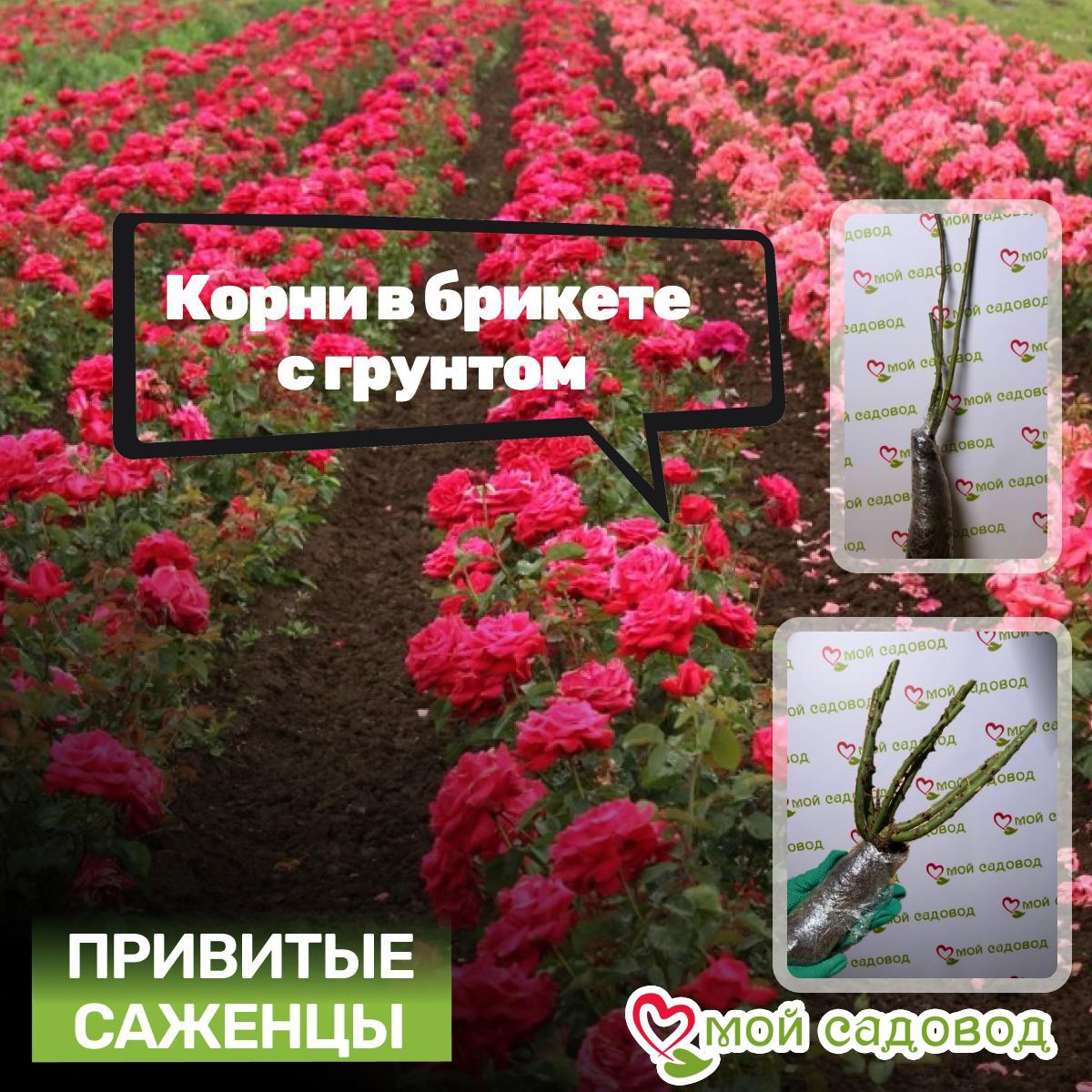 Роза Жанелли