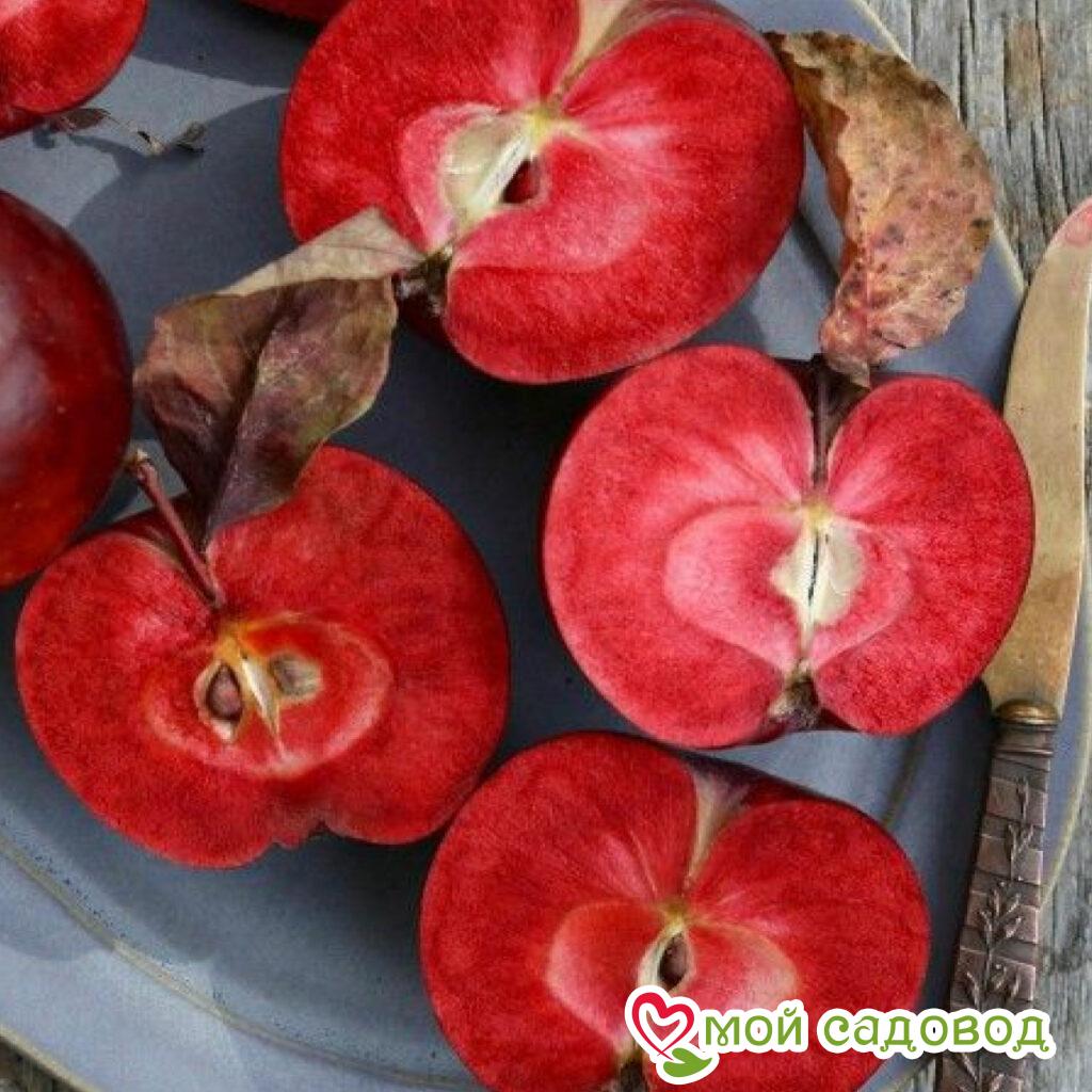 Яблоня Буди Блугман